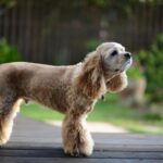 散歩中に知らない犬にあったら..