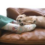 ペットと食事の時間を合わせる