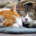 多頭飼いをする方へ