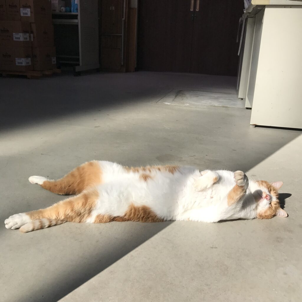 看板猫へのお願い