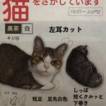 迷子猫