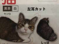 【迷子猫のお知らせ】