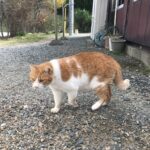 動愛園のにゃん太くん