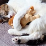 猫の平均寿命は？