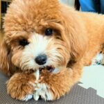 法要日のお知らせ