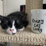 猫の好物は何ヶ月できまる