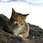 猫がしっぽをピーンと立てた時の気持ちは？