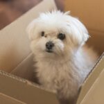 ペットの防寒対策はできてますか？