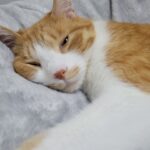 ペット火葬とは？