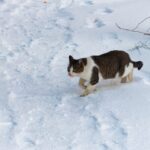 ペットの寒波対策