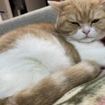 ペットは何度から寒さを感じる？