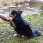 ペットの肉球ケアの方法