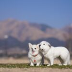 ペット葬儀の服装はどうする？