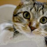 愛猫の幸せと健康を守るために