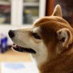 ペットロスになった時の対処法