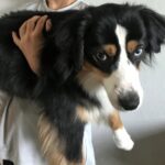 わんちゃんが亡くなった。必要な提出書類について