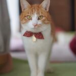 猫を飼う前に「知っておきたい」壊れるもの