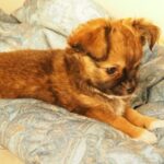 愛犬とのお別れの手続きはどうしたらいい？