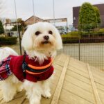 ペットのお通夜でするべきこと