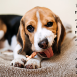 甘噛みと噛みつきの違い