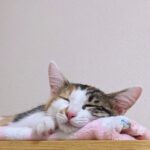 ペット火葬について