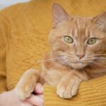 2023年3月法要会のお知らせ