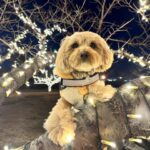 ペット火葬の基礎