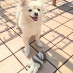 ペットロスについてQ＆A