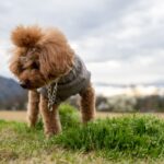 愛するペットへ最期にかける言葉