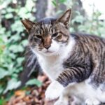 ペットを飼う前に