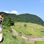 夏場の安置方法について