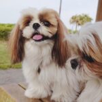 ペット葬儀の費用について