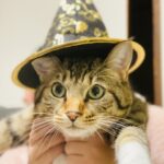 ペット通夜でお供えするもの