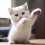 定例法要会について