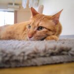 ペットが亡くなったらすぐにしてあげること