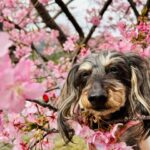 動物霊園について知っておきたいポイント
