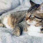 定例法要会のお知らせ