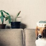 一任遺骨返納プラン