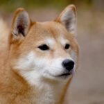 出張火葬はできますか？