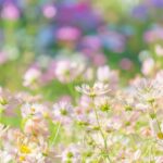 ペット火葬に添えてはいけないお花の特徴