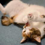 猫の葬儀について