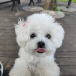 犬の葬儀について