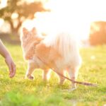 定例法要会のお知らせ