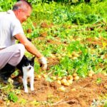 ペットの熱中症対策はいつまで？