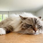 ペット火葬の都合がつかない場合はどうしたらよい？