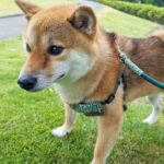 定例法要会のお知らせ