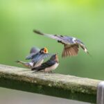 福岡でペットの墓地・納骨をお考えの方へ