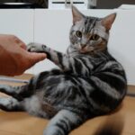 【ペット葬】大切な家族に心を込めて