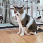 ペットと一緒に暮らすことによって生じる変化