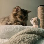 ペットが亡くなった時に行う身体の冷やし方